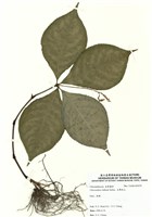 藏品(臺灣及己)的圖片